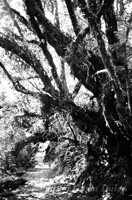 Forest near Franz Josef Glacier 00580022.JPG - Kodak TriX 400 film